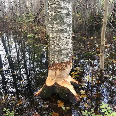 Uueparu Dom wakacyjny *